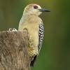 Datel hoffmannuv - Melanerpes hoffmannii - Hoffmanns Woodpecker 5447